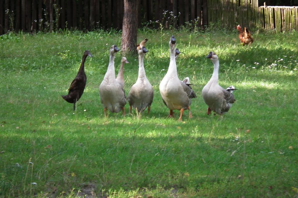 Zagrodowa Osada Villa Kazimierz Dolny Bagian luar foto